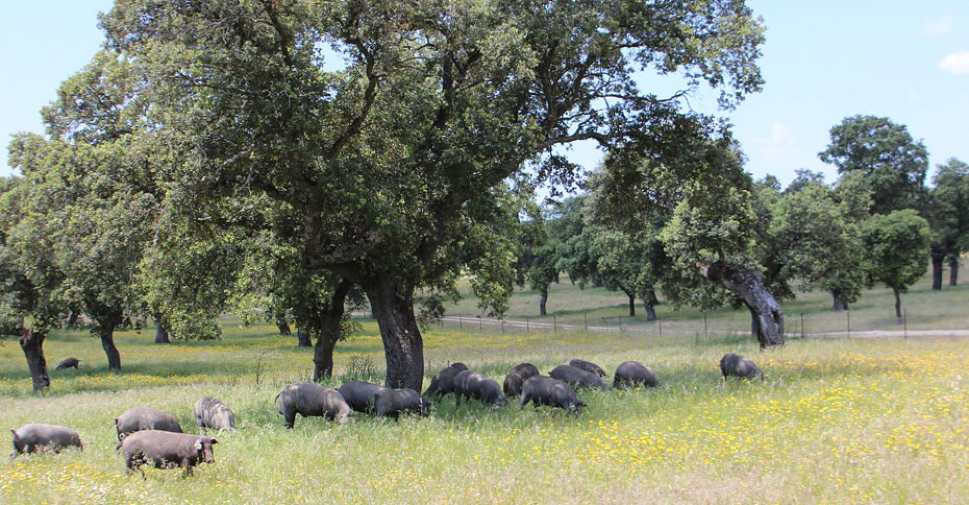 1527509663481DehesaEstandar