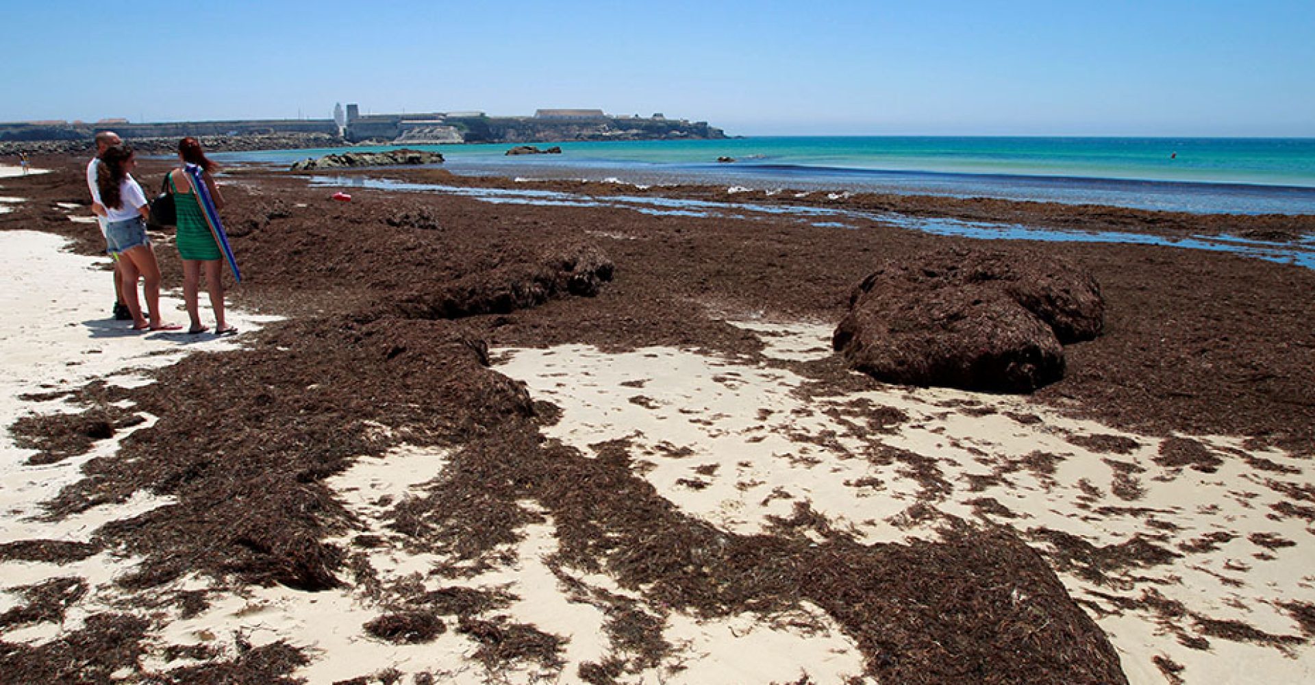 GRAF3053. TARIFA (CÁDIZ), 23/06/2019.- "Rugulopterix okamurae" es el nombre de un alga invasora que se ha convertido en una pesadilla para el Estrecho de Gibraltar. De origen asiático, su rápida reproducción no sólo escalda los bosques marinos o malogra las redes de los pescadores, también afecta al turismo. En la foto, aspecto que presenta la playa de Tarifa (Cádiz). EFE/A.Carrasco Ragel