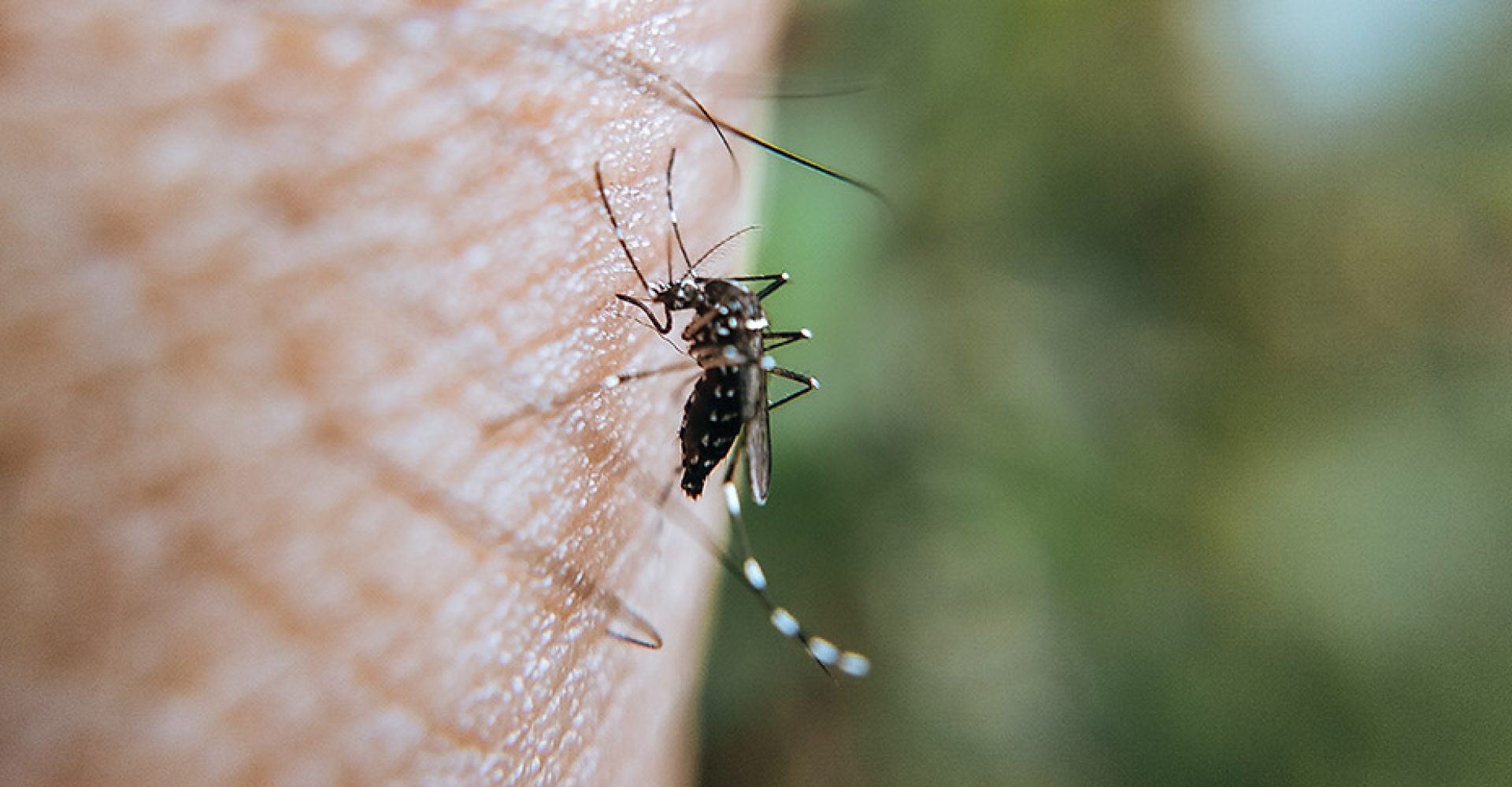 1675953577404virusNiloEst