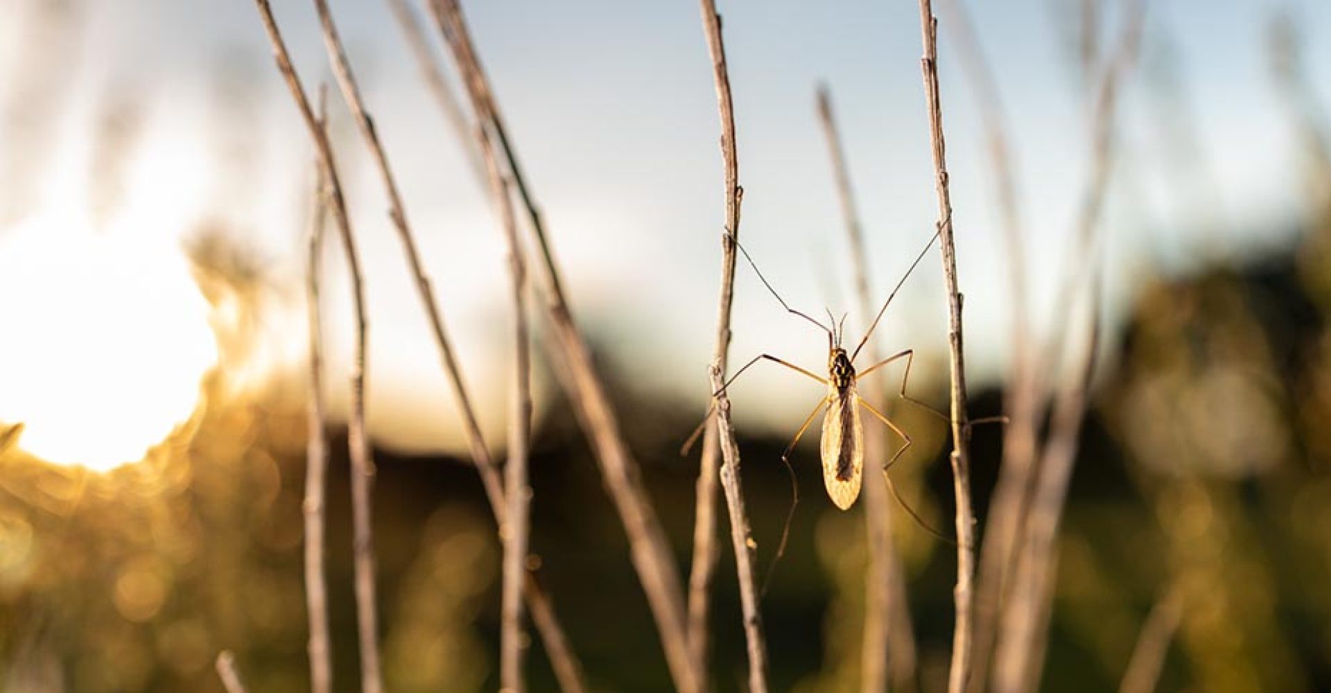 1743768150147mosquitoCulexEst