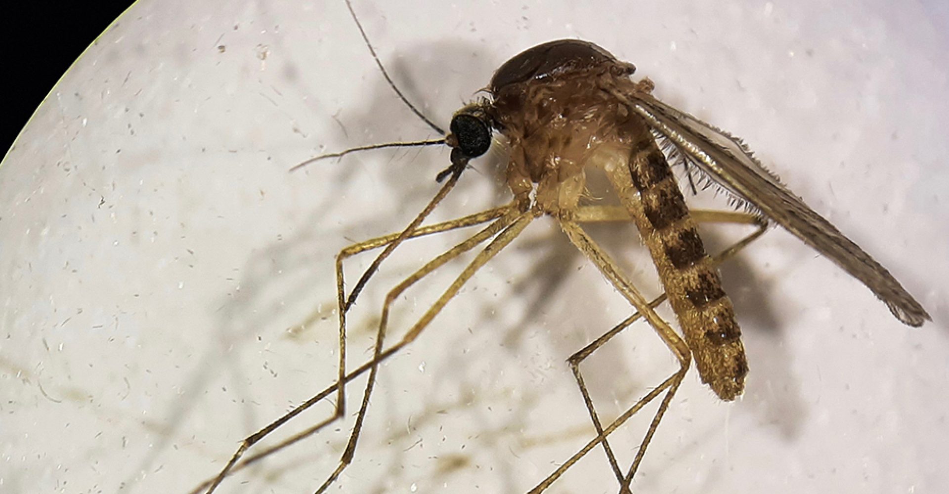 1745579980663hembraculexpipiens estandar