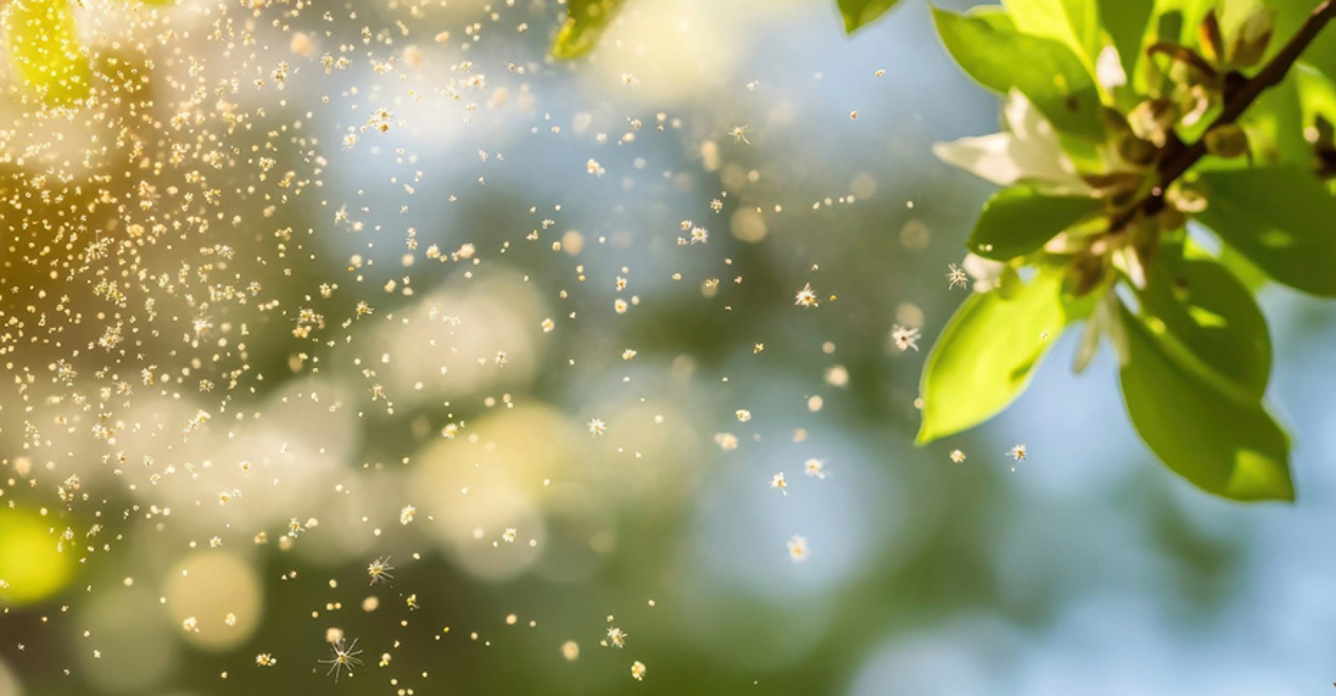 1748426128576polenEst