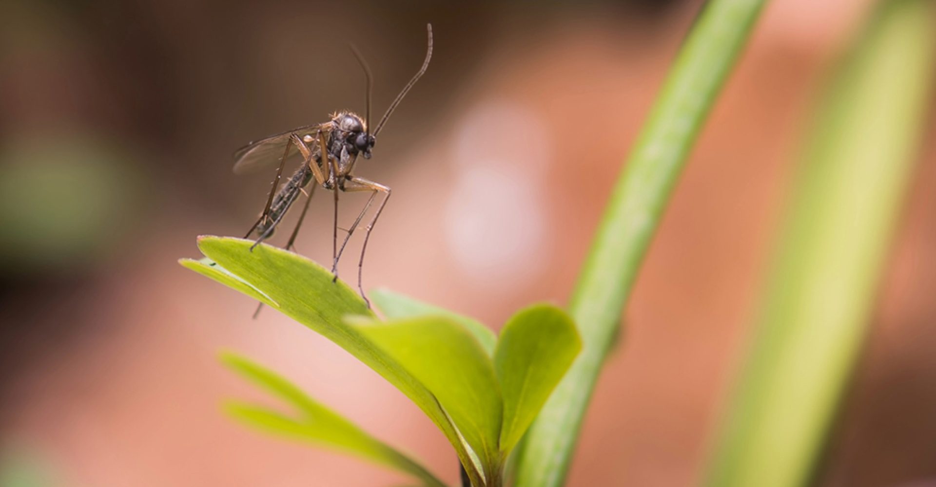 1748451624620Mosquito_Est