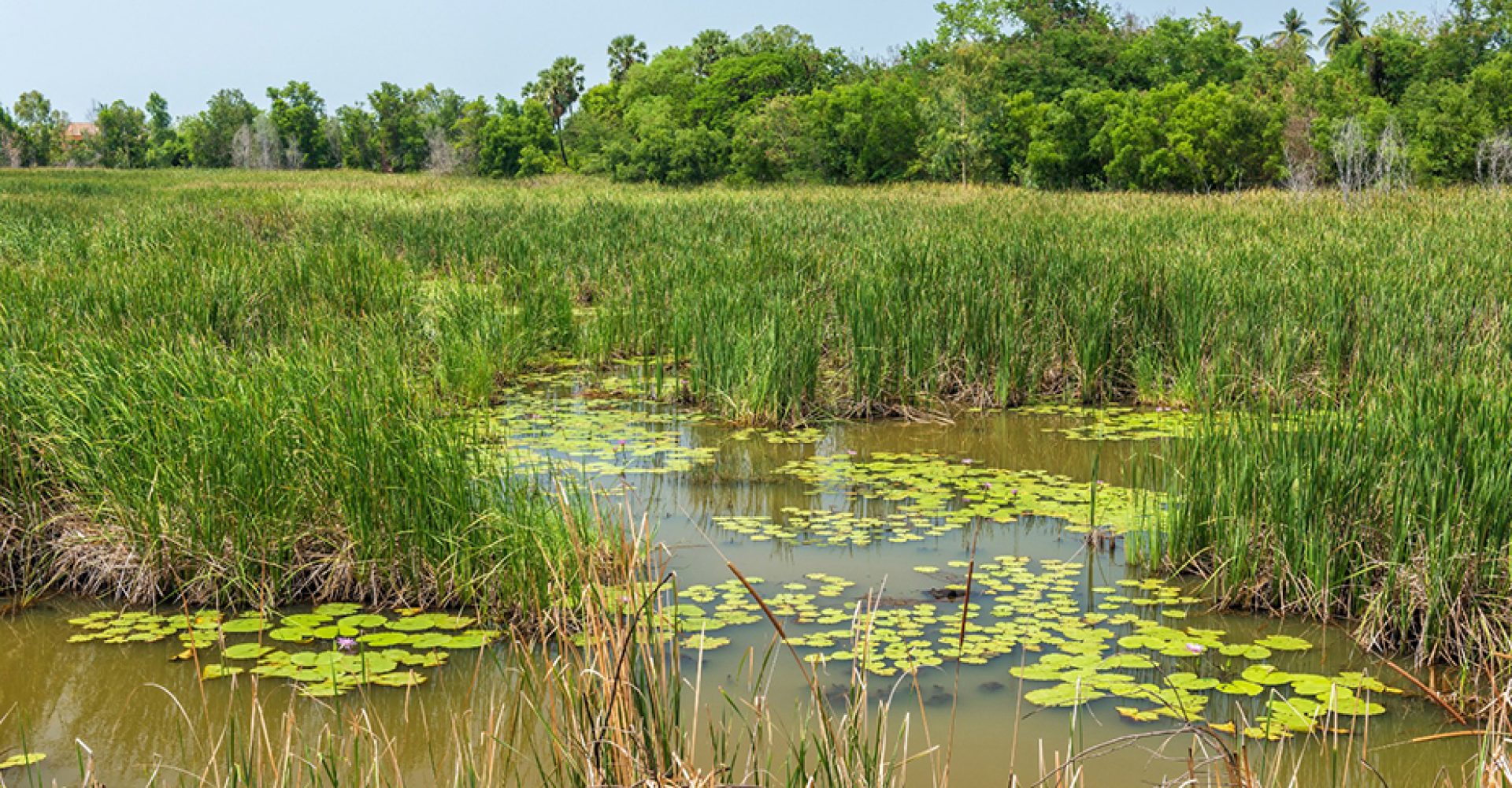 1748625968467HumedalesVNO_Est