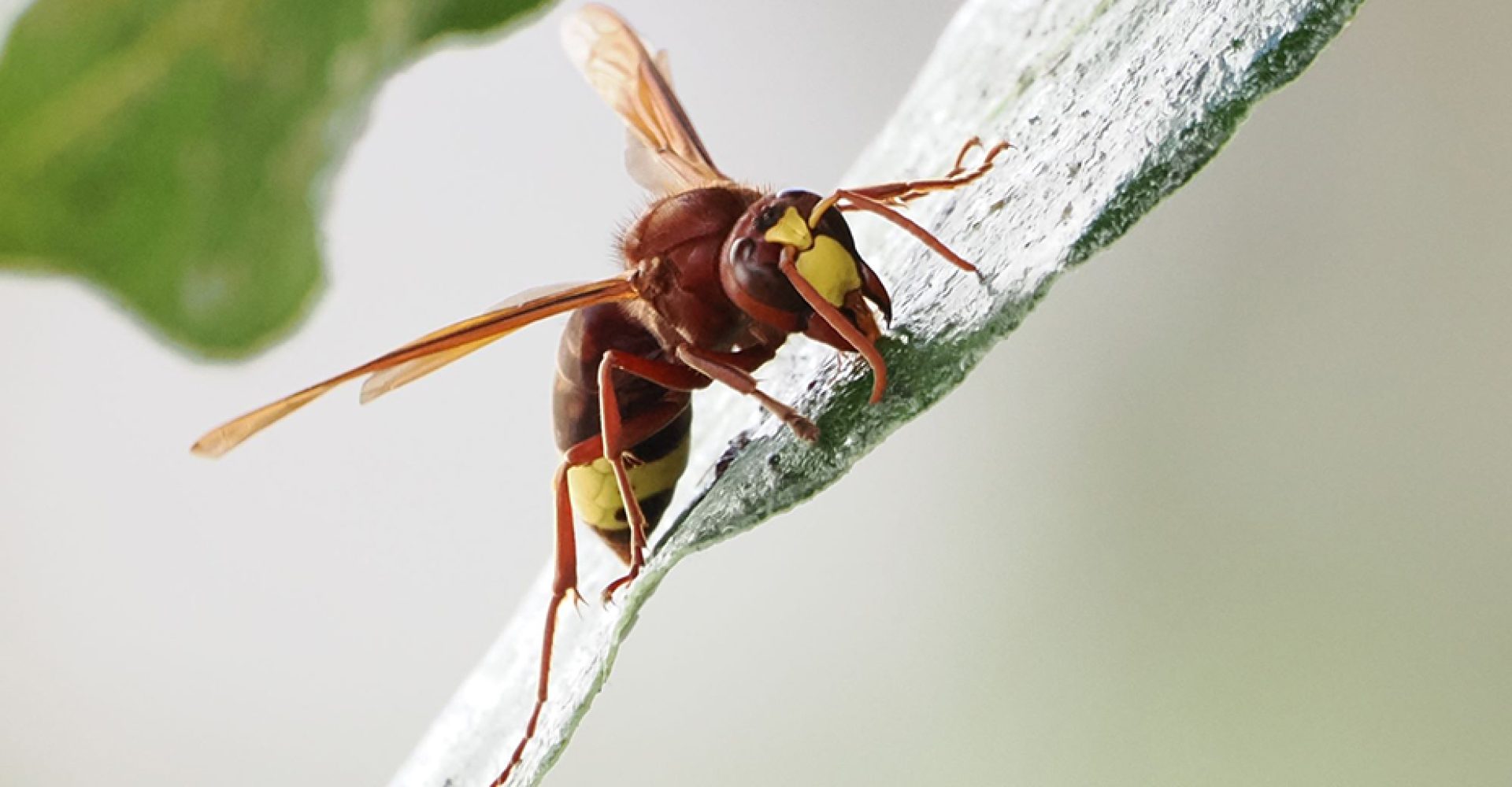 1749823836388vespaOrientalisEst