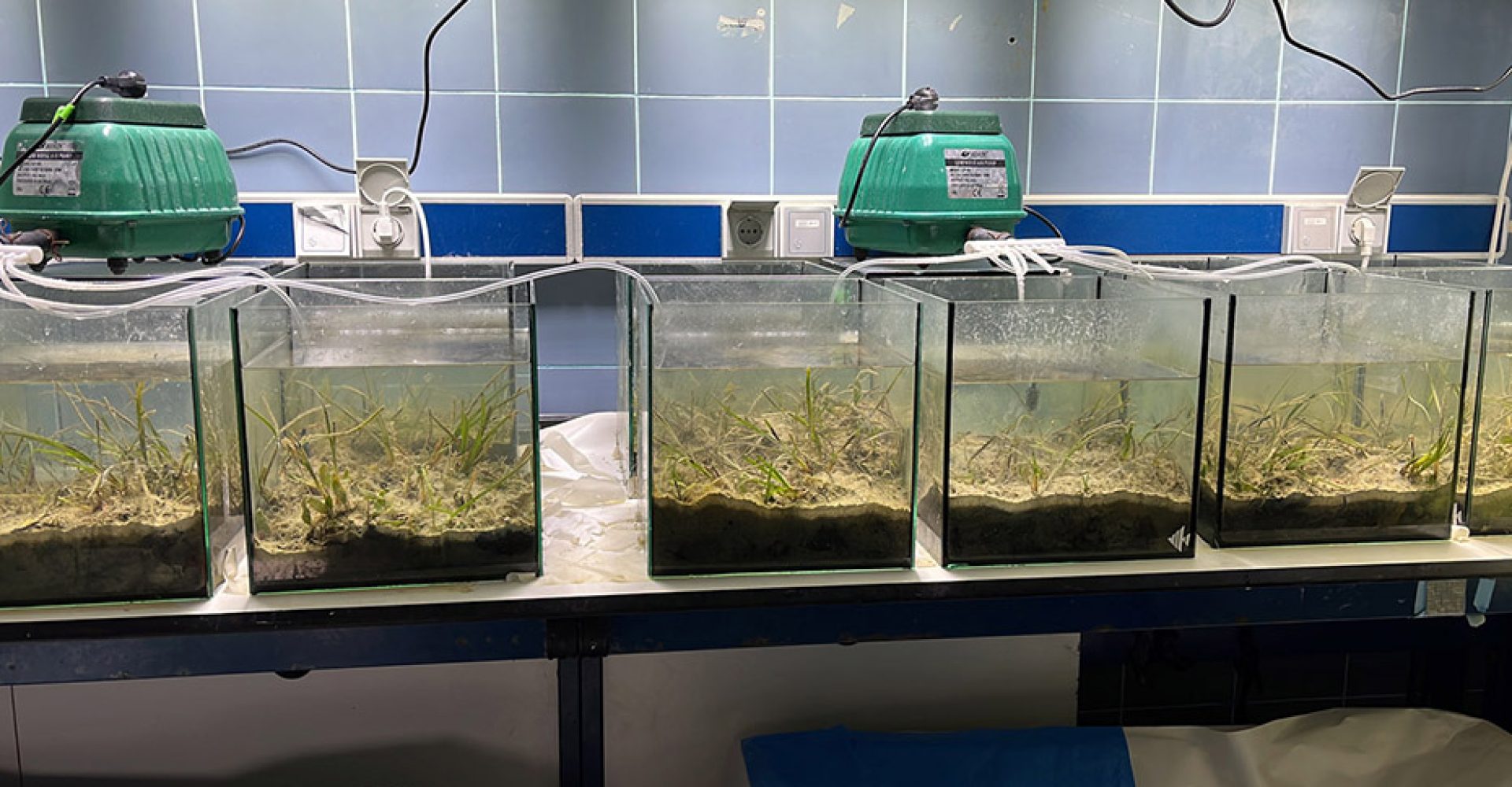 1753115759215Acuarios_Est