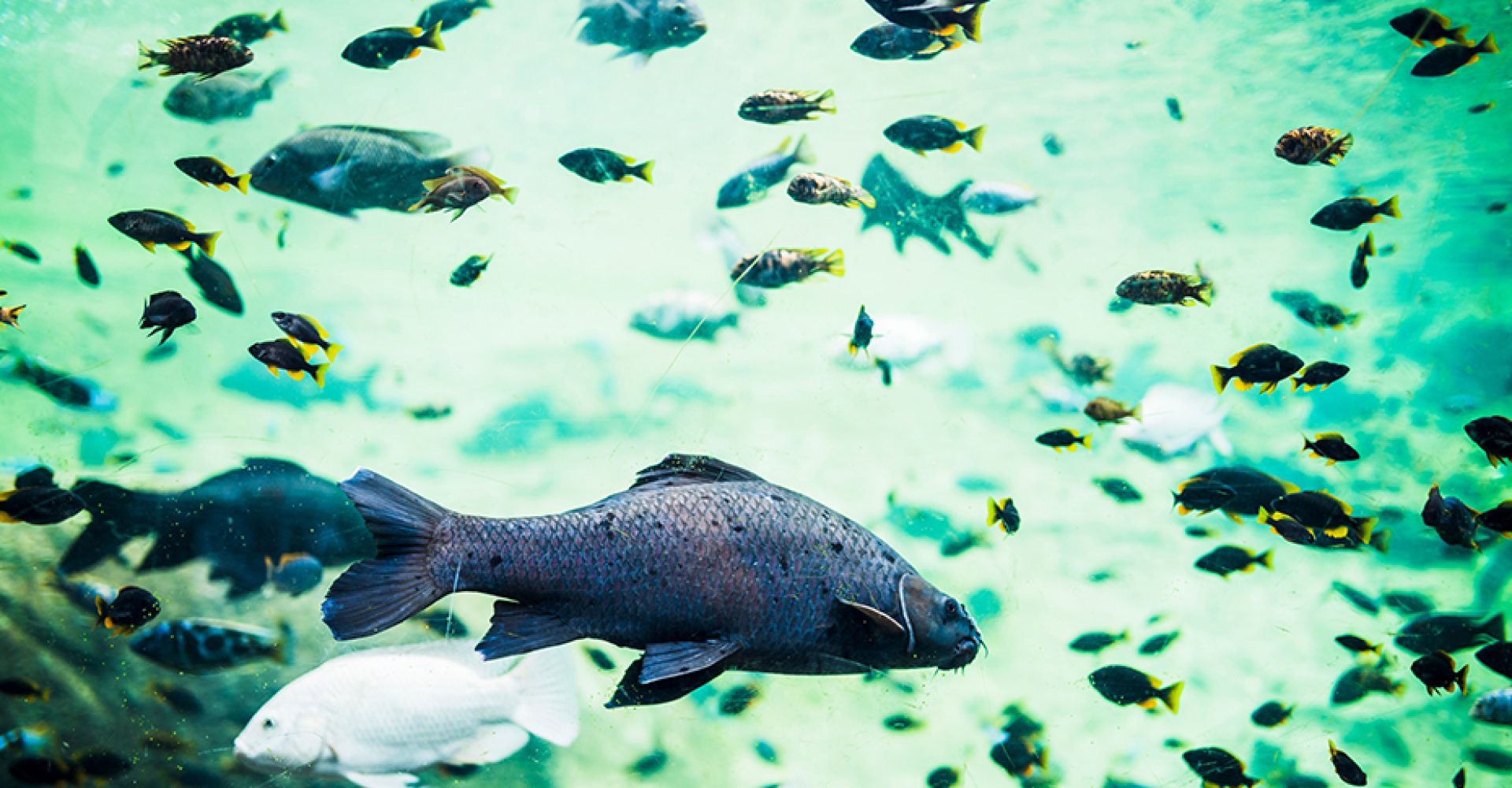 1756894402171pecesEst