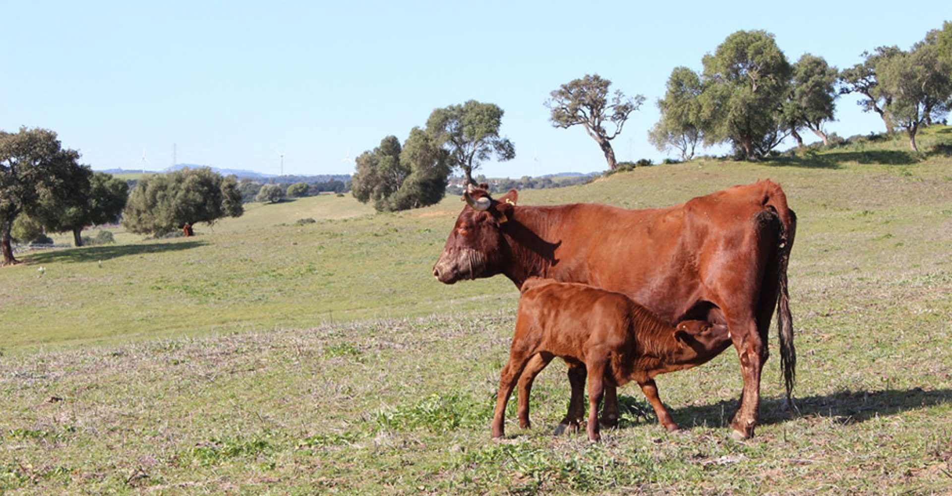 1763565900239Vaca_Est