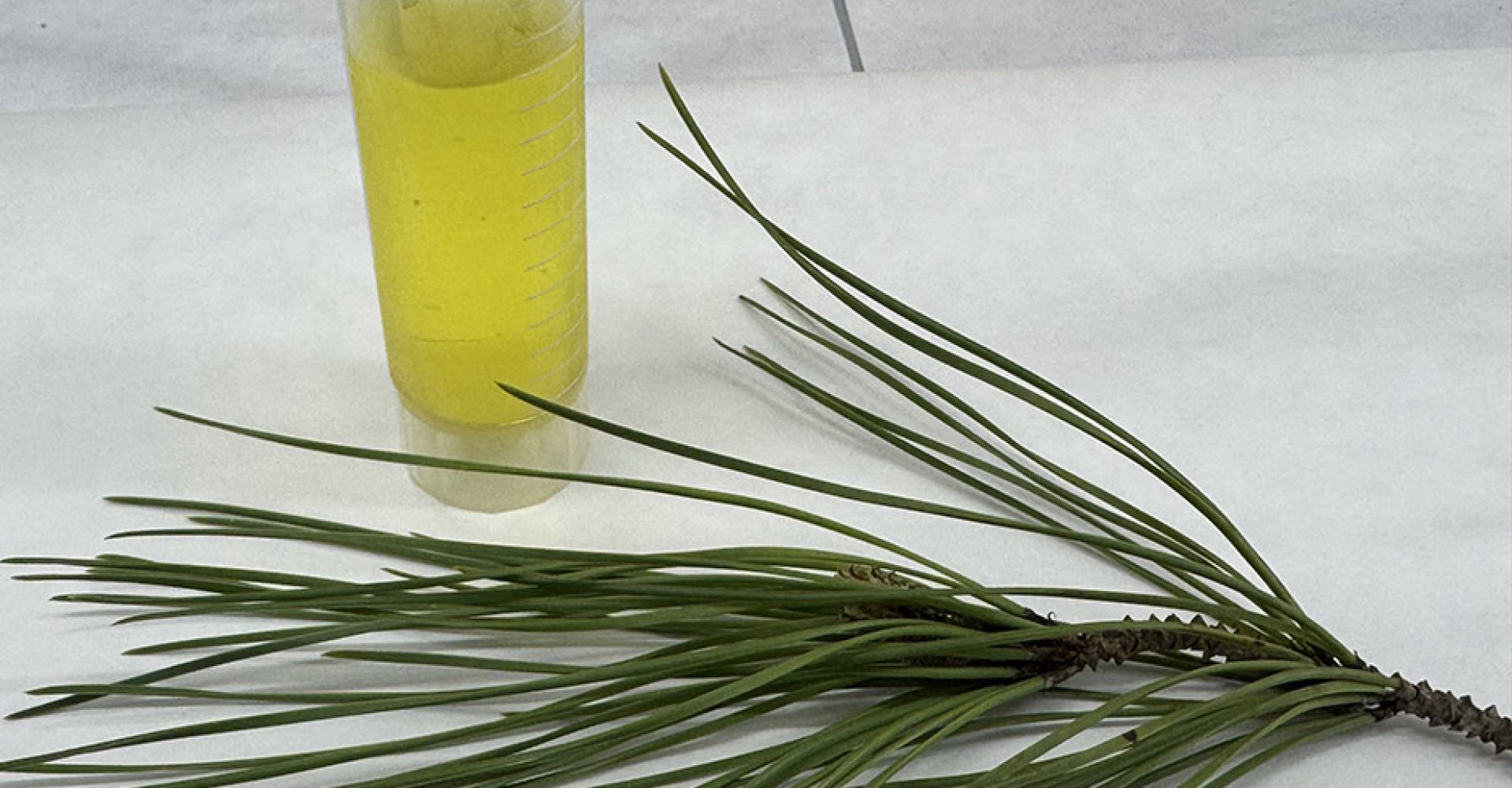 1773922738093Aciculas_Est