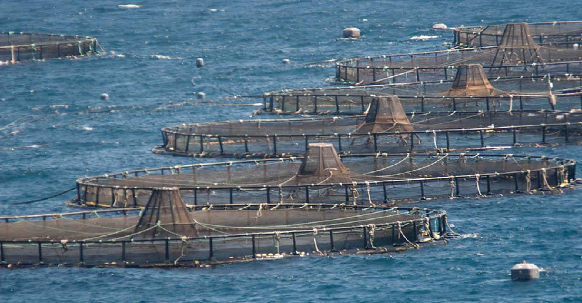 241231 Ayudas acuicultura