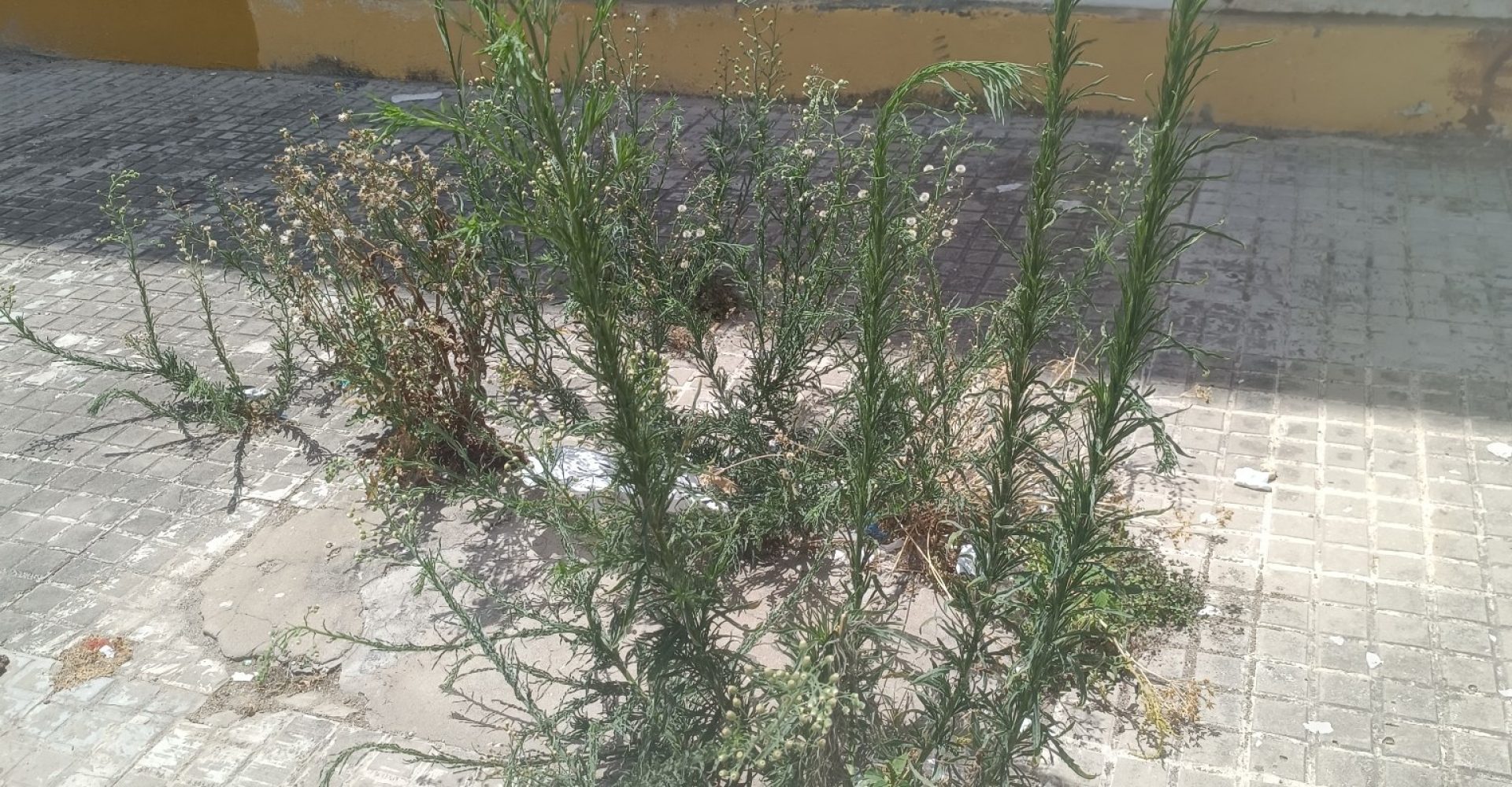 BARRIADA DE LA VID (1)