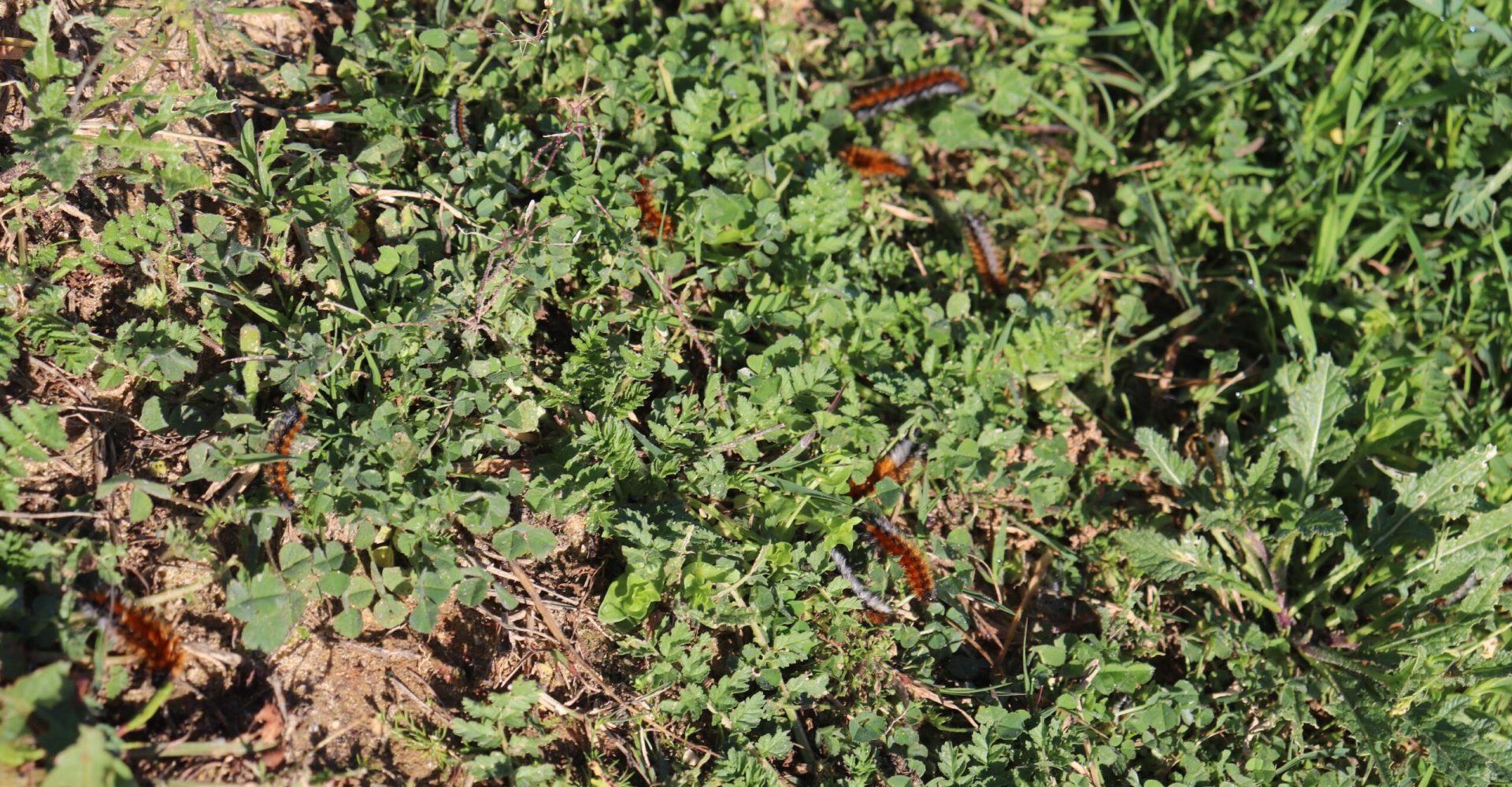 Oruga roja de los prados (2) ok