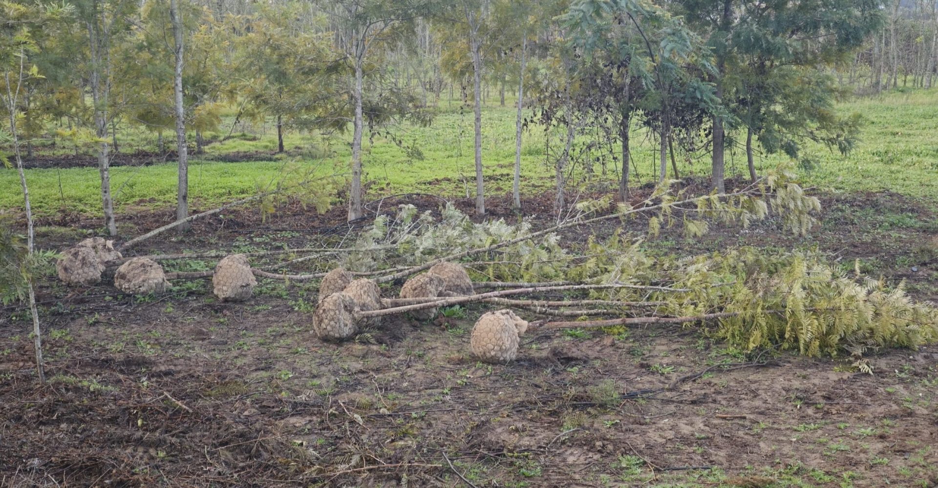 actuaciones arbolado 24012025 (3)