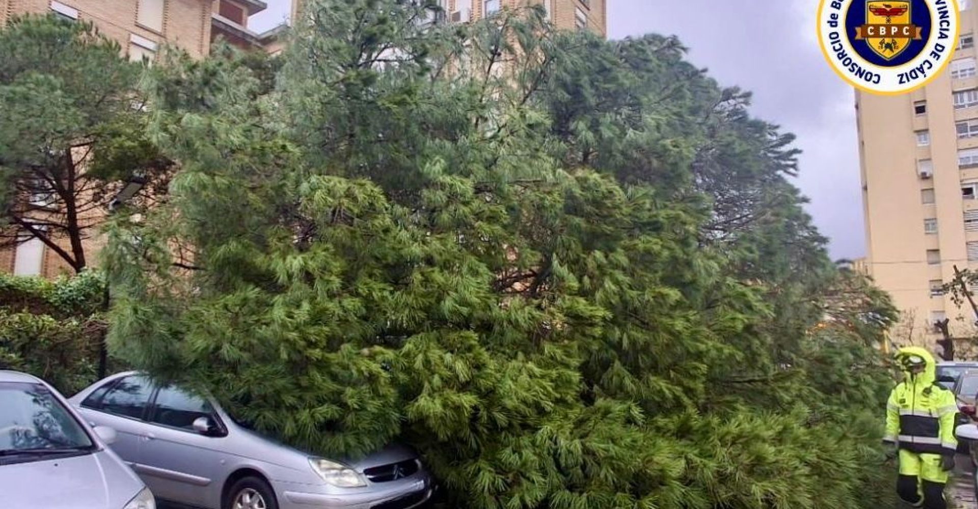 arbol en la via publica