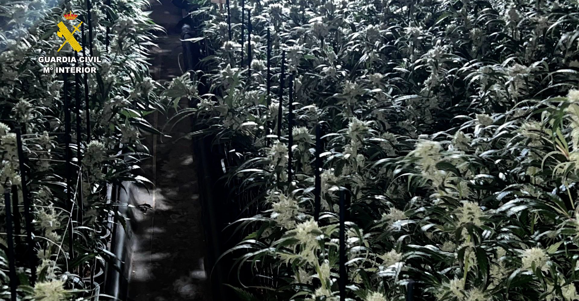 plantacion_villamartin_cadiz_editada_foto_04 (1)