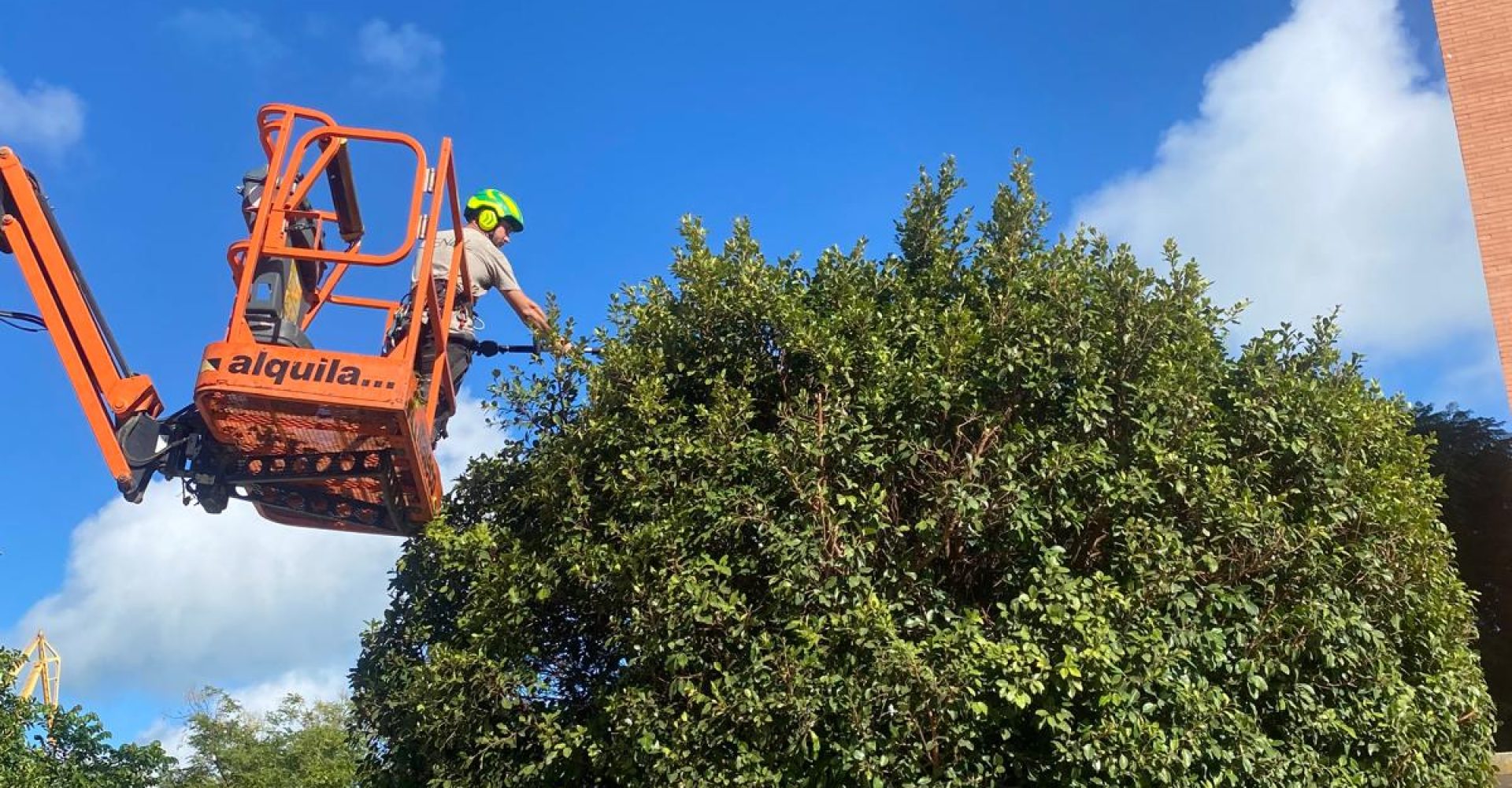 revision-arbolado-una