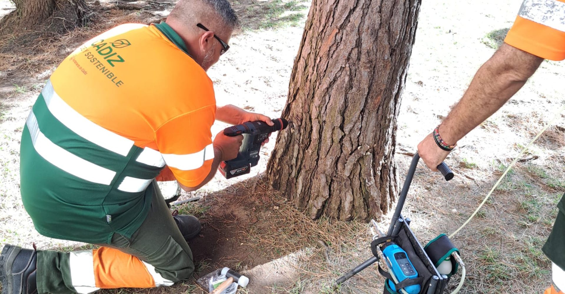 tratamiento-procesionaria-dos